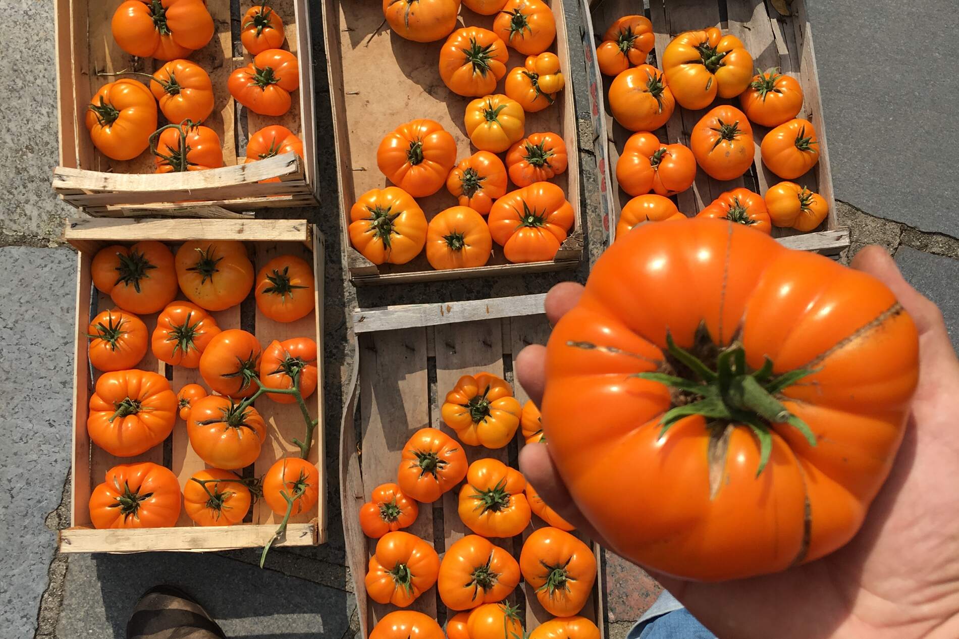 “Gemüse ist Punk!”: Im Gespräch mit Linus Keutzer über Market Gardening und den Start der eigenen Gemüsegärtnerei