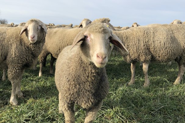 Eine Wanderschäferei startet mit Crowdfunding in die Direktvermarktung der eigenen Schafwolle